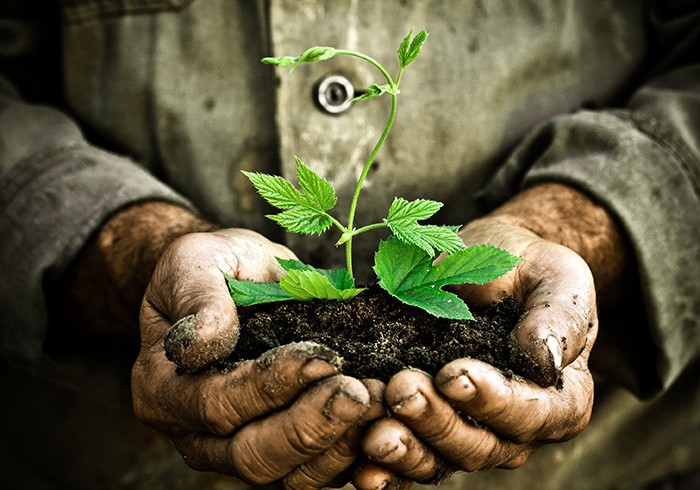 Man hands holding a green young plant